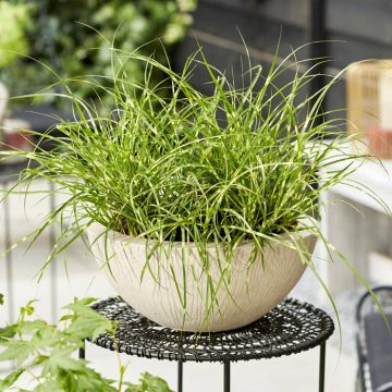 Miscanthus sinensis mini Strictu