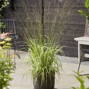 Molinia arundinacea Mostenveld