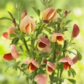 Cytisus x praecox Goldfinch