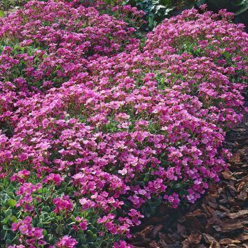 Arabis caucasica Rosea 9 cm