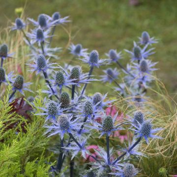 Eryngium planum (Blaukappe)