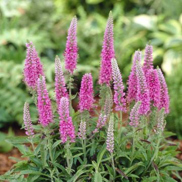 Veronica spicata Heidekind (Rosa Zwerg)