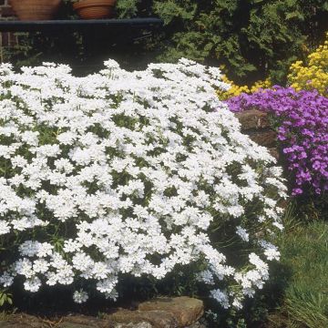 Aubrieta Wit 12 cm Pot