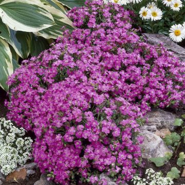 Saponaria Bressingham