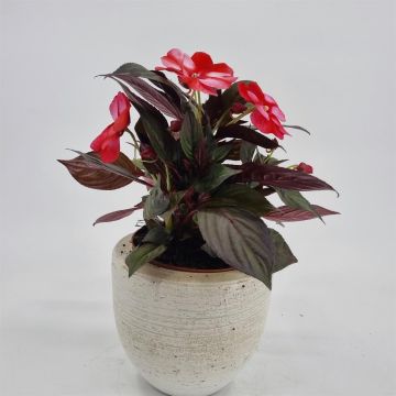 Impatiens New Guinea Bicolor