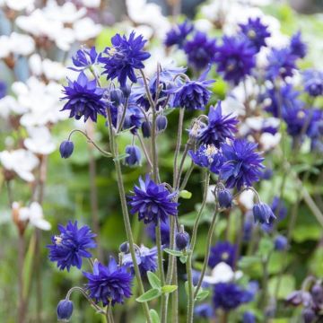 Aquilegia vulgaris Blue Barlow