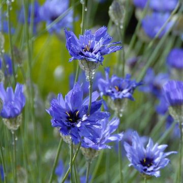 Catananche Caerulea Major
