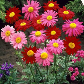 Tanacetum coccineum Robinson mix