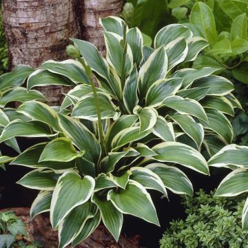 Hosta Queen Josephine 13 cm