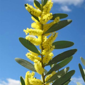 Acacia retinoides IMG_1853