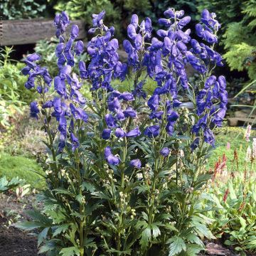 Aconitum carmichaelii arendsii 15 cm pot