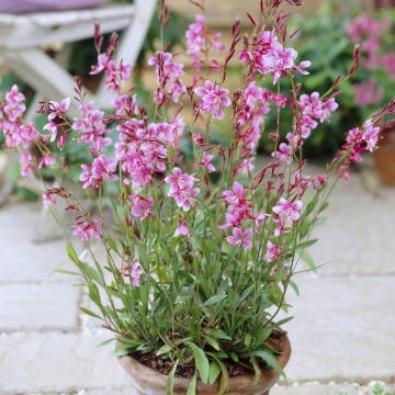 Gaura lindheimeri Siskiyou Pink 15 cm pot