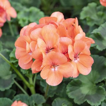 Pelargonium Rocky Mountain Salmon(Oranje)