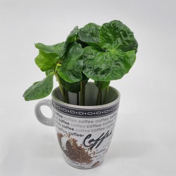 Coffea plant 6 cm