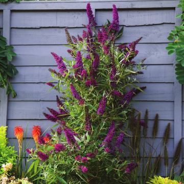 Buddleja davidii Butterfly Tower 20220701