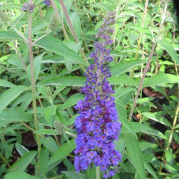 Buddleja davidii Empire Blue 20200822 1
