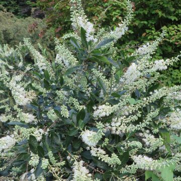 Clethra alnifolia Hummingbird 9 cm