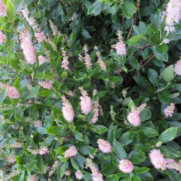 Clethra alnifolia Pink Spire 9 cm