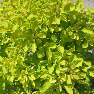 Cotinus coggygria Golden Lady 20200526 1