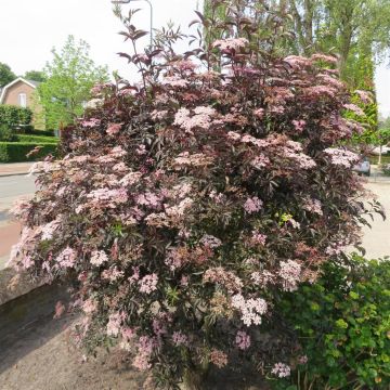 Sambucus Nigra Thundercloud 9 cm pot