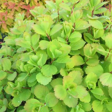 Spiraea Betulifolia Tor Gold 9 cm pot