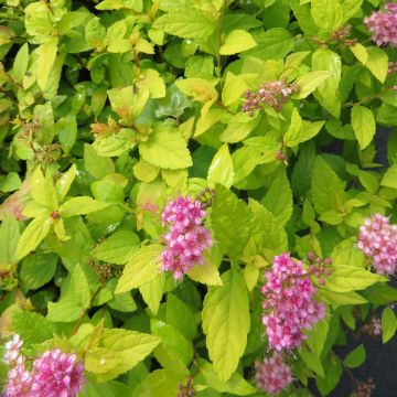 Spiraea Japonica Goldmound 9 cm pot