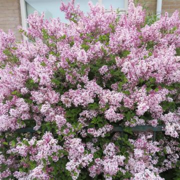 Syringa microphylla Superba 9 cm pot