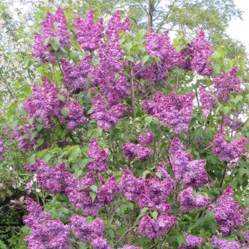 Syringa vulgaris Andenken an Ludwig Spath 9 cm pot