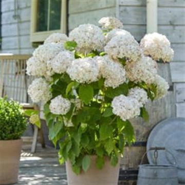 Hydrangea arborescens Marshmallow 9 cm pot