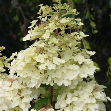Hydrangea paniculata Petite Lantern 12 cm pot