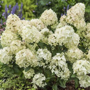 Hydrangea paniculata Petite Star 12 cm pot