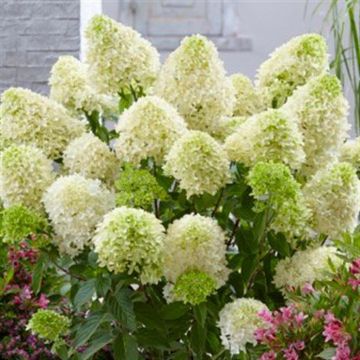 Hydrangea paniculata Skyfall 9 cm pot