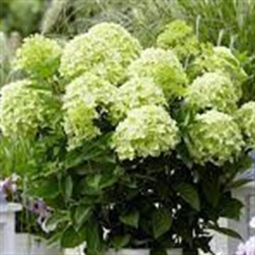 Hydrangea paniculata Whitelight 9 cm pot