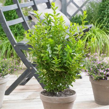 Ligustrum ovalifolium Green Diamond 9 cm pot