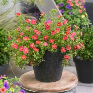 Potentilla fruticosa Denny Boy 9 cm pot