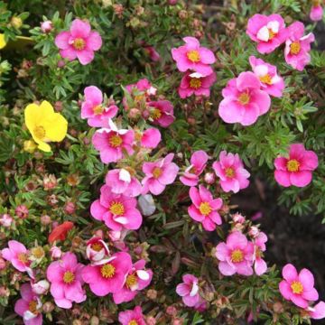 Potentilla fruticosa Bella Rosa 9 cm pot