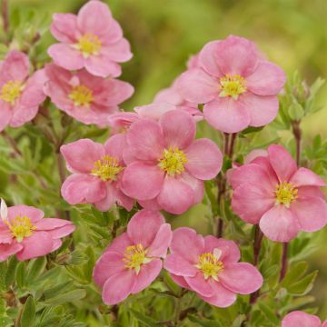 Potentilla fruticosa Pink Paradise 9 cm pot
