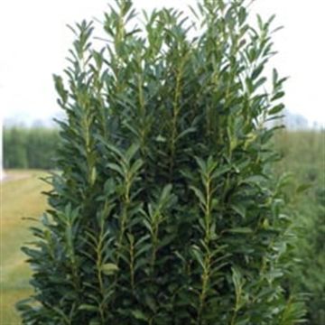 Prunus Laurocerasus Elly 9 cm pot