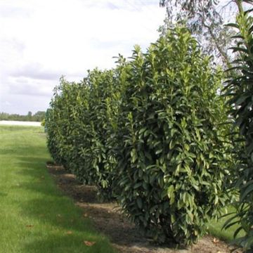 Prunus Laurocerasus Genolia 9 cm pot