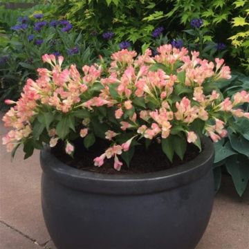 Weigela all Summer Peach 9 cm pot