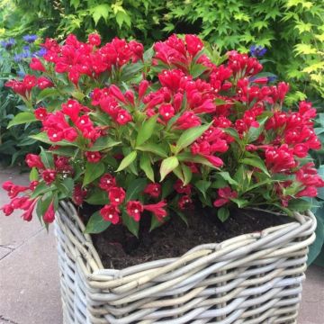 Weigela all Summer Red 9 cm pot