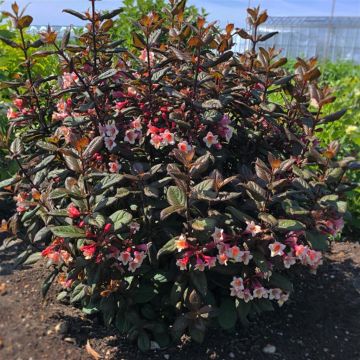 Weigela Vintage Love 9 cm pot