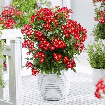 Rosa Everglow Ruby 9 cm