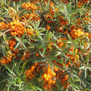 Hippophae rhamnoides Friesdorfer Orange 20170920 5