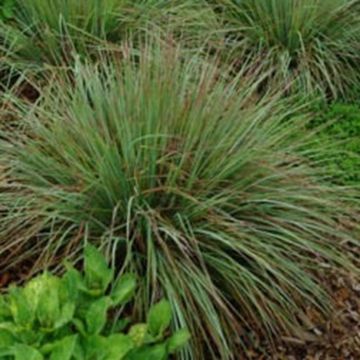 Schizachyrium scoparium Standing Ovation 12 cm