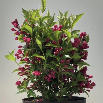 Weigela Big Love 9 cm pot