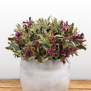 Weigela all Summer Monet 9 cm pot