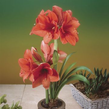 Hippeastrum Gold Medal
