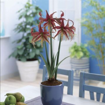 Hippeastrum La Paz