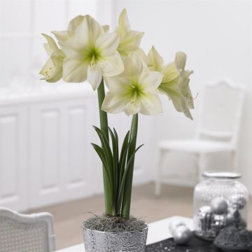 Hippeastrum Lemon Star